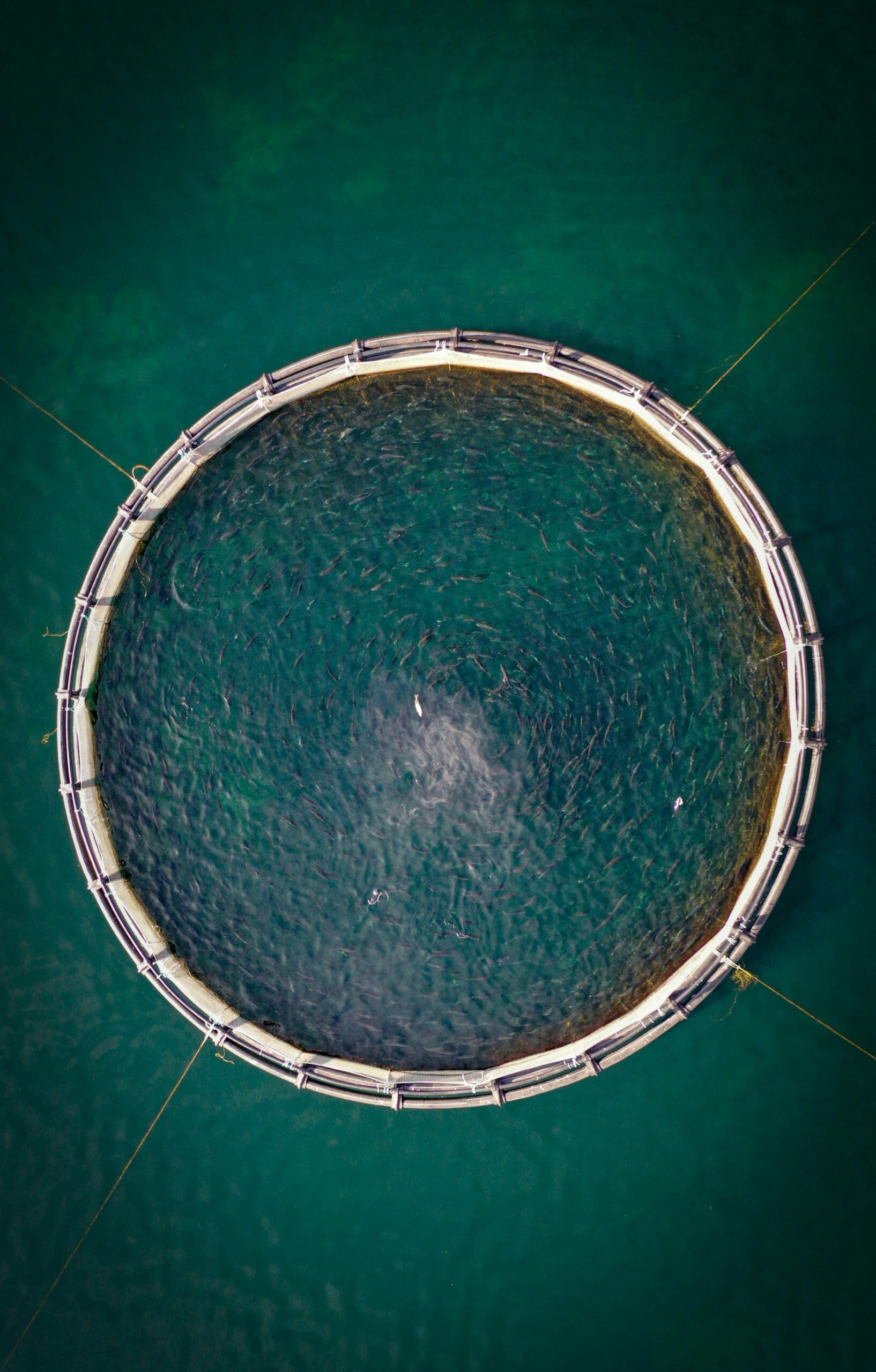 Aquaculture Investments: Profiting from Sustainable Fish Farming